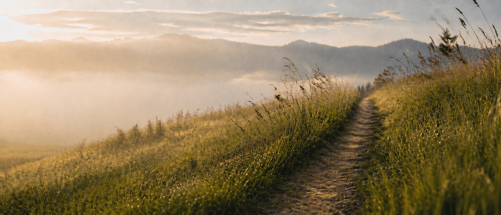 Misty mountain path winding through grass at dawn